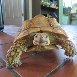 Meet your Posher, Pamela